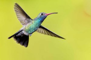 AZ, Madera Canyon Male broad-billed hummingbird