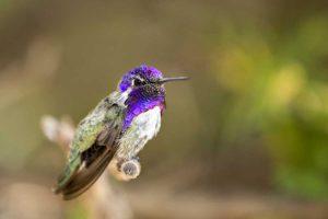 AZ, Tucson Costas hummingbird perched on twig