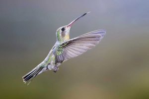 AZ, Madera Canyon Broad-billed hummingbird