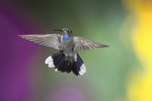 AZ, Madera Canyon Male blue-throated hummingbird