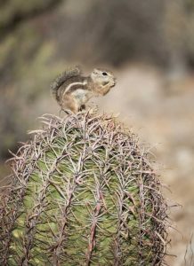 AZ, Buckeye Harriss antelope squirrel on cactus