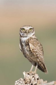 USA, Arizona, Buckeye Burrowing owl close-up