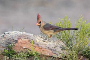 Arizona, Amado Female cardinal perched on rock