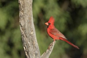 Arizona, Amado Northern cardinal on dead tree