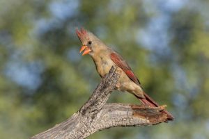 USA, Arizona, Amado Female cardinal on branch