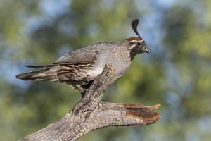 Arizona, Amado Gambels quail on dead branch