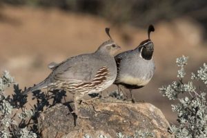 AZ, Amado Pair of Gambels quail perched on rock