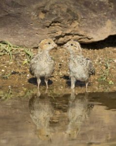 AZ, Amado Two Gambels quail chicks drinking