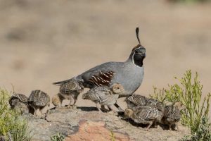 AZ, Amado Gambels quail and chicks on a rock