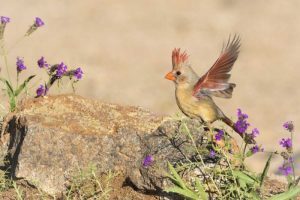Arizona, Amado Female cardinal with wings spread