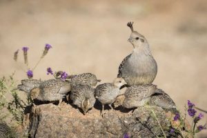 Arizona, Amado Female Gambels quail with chicks