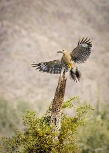 AZ, Buckeye Gila woodpecker on cholla skeleton