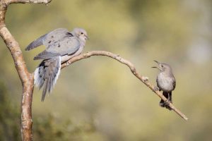 AZ, Curve-billed thrasher and mourning dove