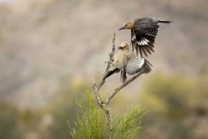 AZ, Buckeye Gila woodpeckers landing on branch