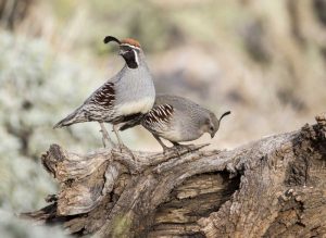 AZ, Buckeye Male and female Gambels quail