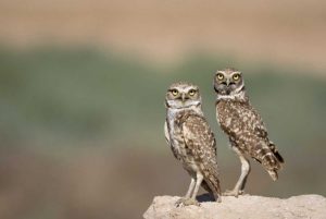 USA, Arizona, Buckeye A pair of burrowing owls