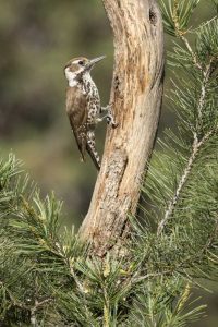 AZ, Santa Rita Mts, AZ, woodpecker on tree trunk