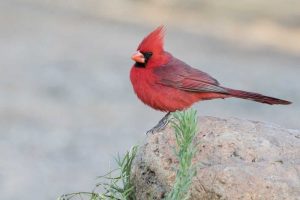 AZ, Amado Male northern cardinal perched on rock