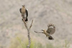 AZ White-winged Dove and gila woodpecker