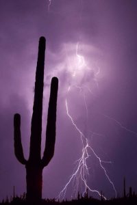Arizona Saguaro cactus and lightning
