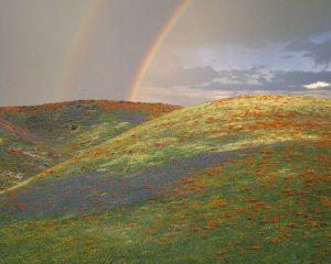 CA Hills with wildflowers and a double rainbow