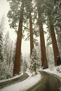 CA, Sequoia NP Spring snowfall at park entrance