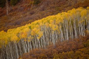 CO, Gunnison NP Autumn trees in Black Canyon
