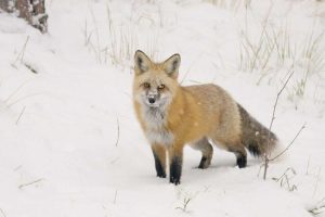 CO, Pike NF A red fox with snow on its muzzle