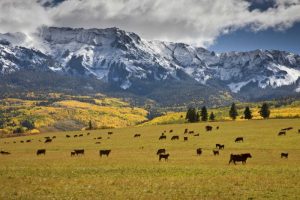 CO, Uncompahgre NF, Hastings Mesa Cattle grazing