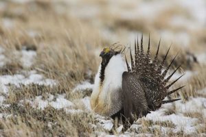 CO, North Park Greater sage grouse in display