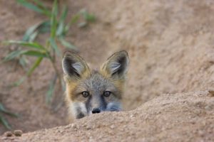 Colorado, Pike NF Shy red fox kit near den site