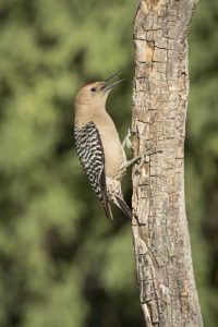 AZ, Amado Gila woodpecker on dead tree trunk