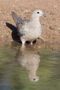 USA, Arizona, Amado Mourning dove and reflection