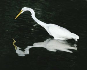 FL, Ding Darling NWR Great egret hunting