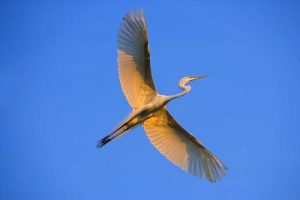 FL, St Augustine Great egret in flight at sunset