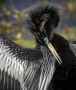 FL, Everglades NP Anhinga preens wing feathers