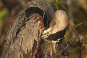 FL, Everglades NP Great blue heron preening