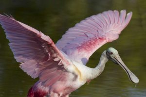 FL, Everglades NP Roseate spoonbill with wings