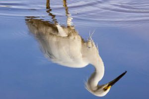 FL, Everglades NP Reflection of snowy egret