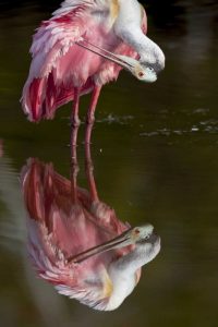 FL, Everglades NP Roseate spoonbill preening