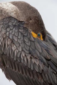 FL, Everglades NP Double-crested cormorant