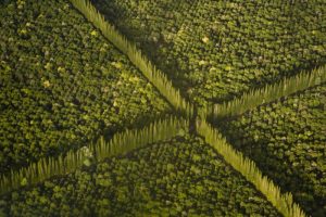 HI, Hilo Aerial view of Macadamia Nut Farm trees
