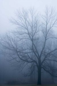 USA, Indiana Skeleton tree in fog