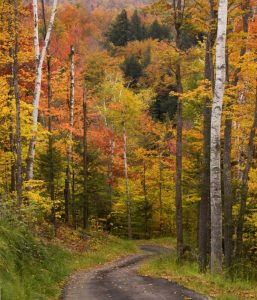 Maine, Bethel Winding lane through autumn trees