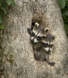 Minnesota, Sandstone Raccoons in a hollow tree