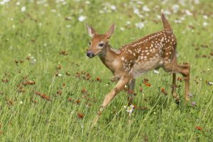 Minnesota White-tailed deer fawn in meadow