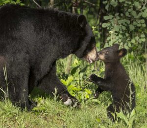 Minnesota, Sandstone Black bear mother and cub