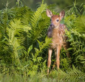 Minnesota White-tailed deer fawn in ferns