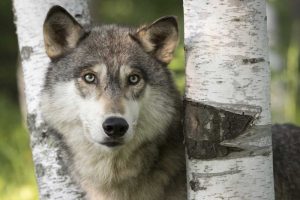 Minnesota, Sandstone Gray wolf between birch