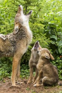 Minnesota, Sandstone Coyote mother and pups howl